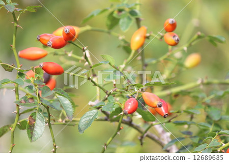 Rose hip Rose hip 12689685