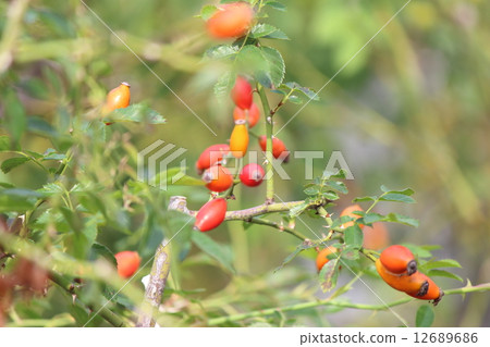 Rose hip Rose hip 12689686