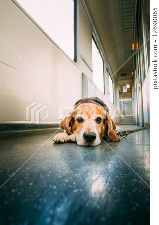 Transportation Dog In Railway Carriage Transportation Dog In Railway Carriage 12690065
