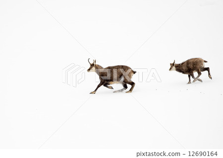 Father and son chamois deer running in the snow 12690164