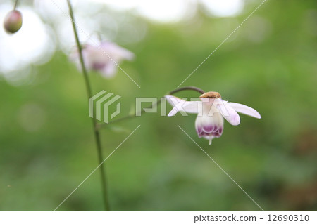 Renge goshoma 12690310