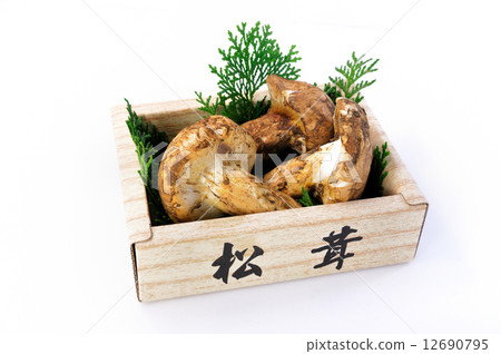 Matsutake 12690795