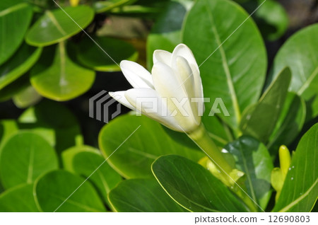 Tiare Tahiti Tiare Tahiti 12690803