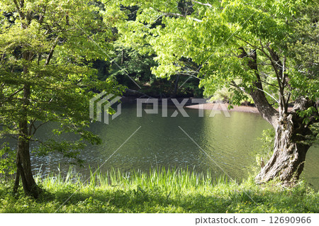 Fresh green on the lake 12690966