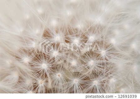 蒲公英 蒲公英 12691039