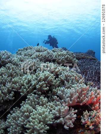 珊瑚似乎是一隻手 12691078