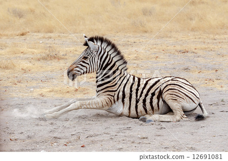 lying small Zebra in african bush 12691081
