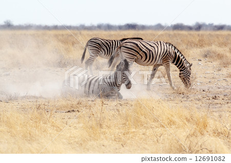 Zebra rolling on dusty white sand 12691082