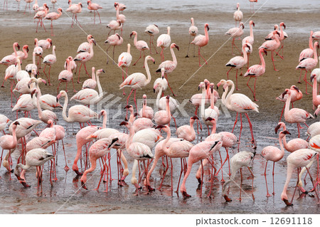 Rosy Flamingo colony in Walvis Bay Namibia 12691118