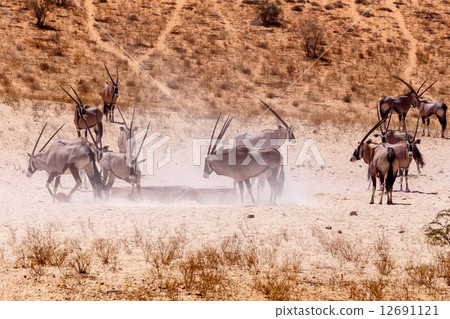 Gemsbok, Oryx gazella on sand dune 12691121