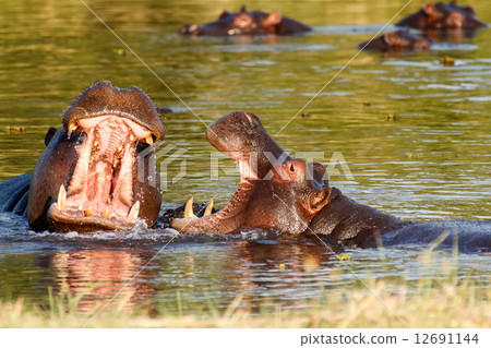 Two fighting young male hippopotamus Hippopotamus 12691144