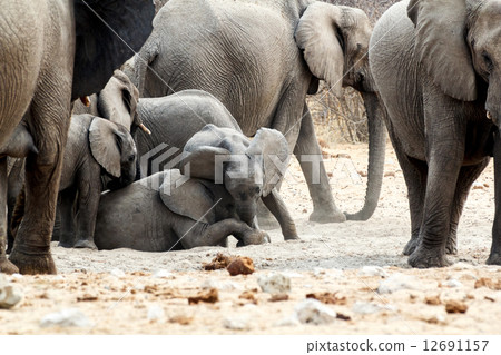 A herd of African elephants, small elephant playing 12691157