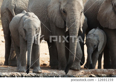 A herd of African elephants drinking at a muddy waterhole 12691159