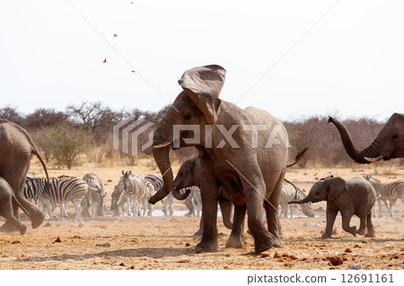 Angry Elephant in front of heard 12691161