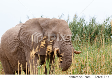 African Elephant in Etosha national Park 12691163