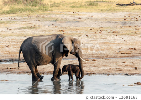 African elephants with baby elephant drinking at waterhole 12691165