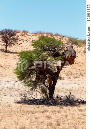 African masked weaver big nest on tree African masked weaver big nest on tree 12691175