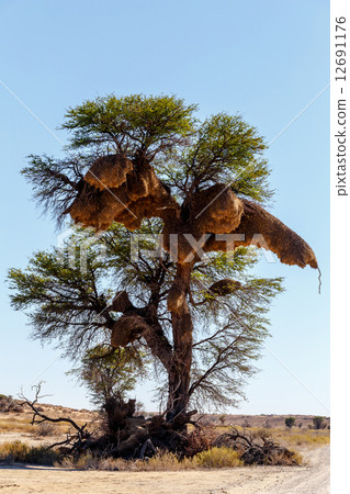 African masked weaver big nest on tree 12691176