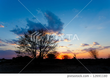 African sunset with tree in front 12691180