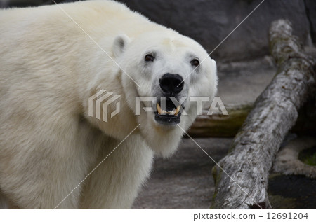 Polar bears at Asahiyama Zoo 12691204
