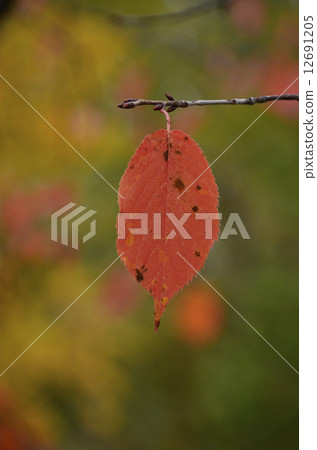 One leaf 12691205