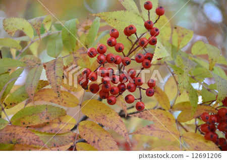 Rowan berries 12691206
