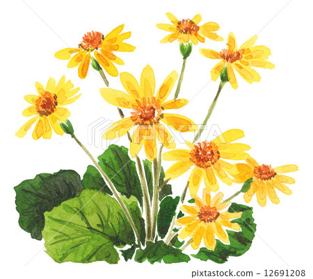 japanese silver leaf, farfugium japonicum, watercolour 12691208