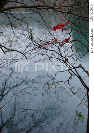 Gotokuma Gotokuma 12691509