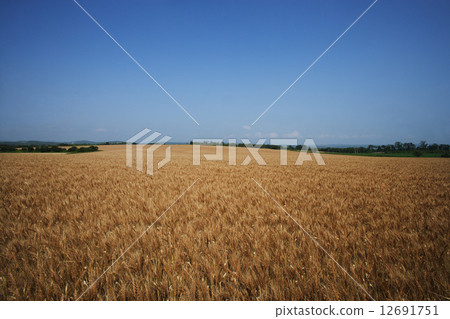 Wheat from Hokkaido "Yomeko" 12691751
