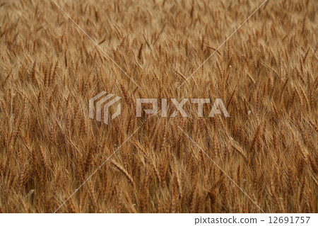 Wheat from Hokkaido "Yomeko" 12691757