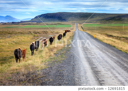 Icelandic ponies 12691815