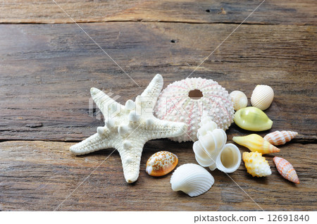 Starfish and shell Starfish and shell 12691840