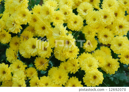 Yellow chrysanthemum 12692078
