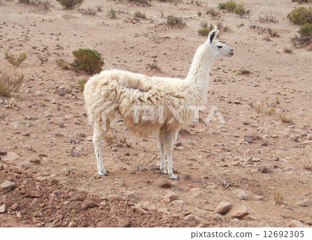 Andean Llama 12692305