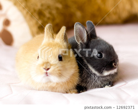 Usagi Netherland Dwarf 12692371