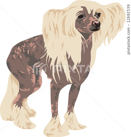 chinese crested dog breed chinese crested dog breed 12692539