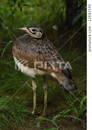 Senegal Shounogan 12692540