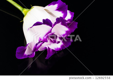 white-purple lily 12692558