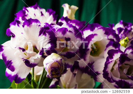 white-purple lily 12692559