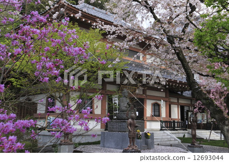 在哈斯神廟的櫻花 12693044