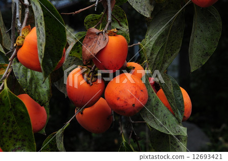 百柿子（Hakkakaki） 12693421