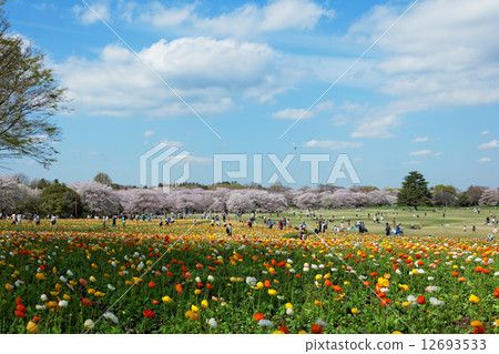 Colorful hinagishi field of Showa Memorial Park and Yoshino cherry tree in full bloom Colorful hinagishi field of Showa Memorial Park and Yoshino cherry tree in full bloom 12693533