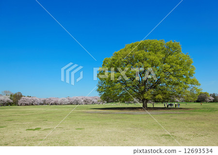Young leaves of big trees in Showa Memorial Park are filled with fresh green and full-bloomed yoshino cherry tree 12693534