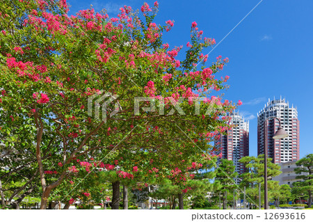 在Odaiba海灘公園明亮地桃紅色色的花的藍天 12693616