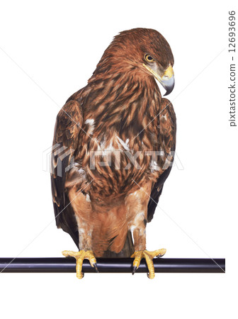 Eagle 12693696