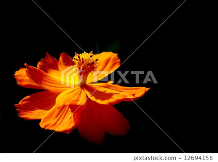 Flower autumn cherry yellow natural Flower autumn cherry yellow natural 12694158