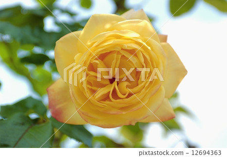 Roses Yellow roses Roses Yellow roses 12694363