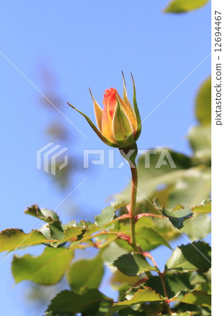 Yellow flower blooming flower · Sahara '98 12694467