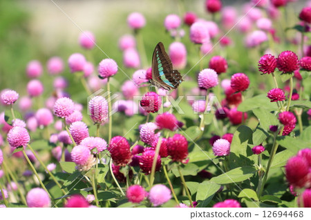 Aosujijegeha on a colorful thunbert flower 12694468