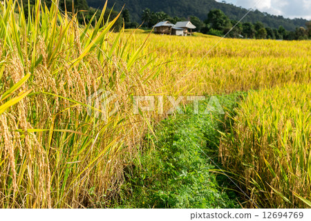 Terraced rice fields in northern Thailand ,Pa pong peang, Chiang 12694769